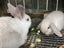 Kids-friendly Minilop Bunnies Carousel 12
