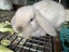 Kids-friendly Minilop Bunnies Carousel 13