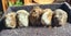 Fluffy long haired ginniepigs Carousel 5