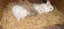 Precious little rabbits ?? Carousel 1