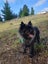 Cairn Terrier Carousel 1