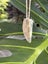Pounamu Niho (Tooth) Pendant - Niho Marama Carousel 3