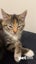 LONELY MIAOW KITTEN - BEE Carousel 1