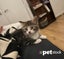 LONELY MIAOW KITTEN - RAIN Carousel 1