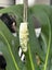 Pounamu Niho (Tooth) Pendant - Niho Whiti Carousel 3
