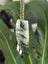 Pounamu Niho (Tooth) Pendant - Niho Whiti Carousel 4