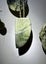 Pounamu Niho (Tooth) Pendant - Niho Whiti Carousel 5