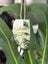 Pounamu Niho (Tooth) Pendant - Niho Whiti Carousel 2