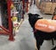 Tasman Pound Dog Collie X Jacky is looking for a home Carousel 13