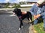 Tasman Pound Dog Collie X Jacky is looking for a home Carousel 14