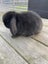 Mini Lop Baby Rabbits - MissyK Rabbitry Carousel 2