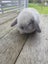 Mini Lop Baby Rabbits - MissyK Rabbitry Carousel 1