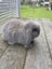 Mini Lop Baby Rabbits - MissyK Rabbitry Carousel 3