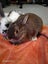 Pet bunnies Carousel 2