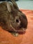 Pet bunnies Carousel 3
