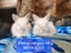 Pedigree English Angora Carousel 2