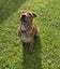 Peaches (Ellie's Canine Rescue & Rehome) Carousel 2