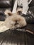 Pedigree English Angora Carousel 3