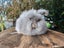 Pedigree English Angora Carousel 4