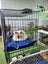Pedigree English Angora Carousel 5
