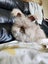 Pedigree English Angora Carousel 6