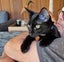 CAT RESCUE CHCH - Ready For Adoption Louis Vuitton Carousel 2