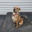 Peaches (Ellie's Canine Rescue & Rehome) Carousel 3