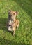 Peaches (Ellie's Canine Rescue & Rehome) Carousel 1