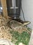 Blue tounge lizard enclosure and equipment Carousel 8
