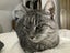 Manx x Tabby Cat Carousel 1