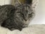 Manx x Tabby Cat Carousel 2