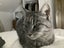 Manx x Tabby Cat Carousel 3