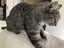 Manx x Tabby Cat Carousel 4