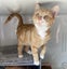 Kittens, teens & cats - Furrytails Kitten Rescue in Levin Carousel 7