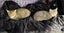 Kittens, teens & cats - Furrytails Kitten Rescue in Levin Carousel 9
