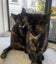 Kittens, teens & cats - Furrytails Kitten Rescue in Levin Carousel 10