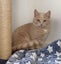 Kittens, teens & cats - Furrytails Kitten Rescue in Levin Carousel 11
