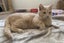 Kittens, teens & cats - Furrytails Kitten Rescue in Levin Carousel 12