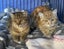 Kittens, teens & cats - Furrytails Kitten Rescue in Levin Carousel 13