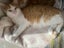 Kittens, teens & cats - Furrytails Kitten Rescue in Levin Carousel 14