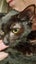 THE STREET CAT PROJECT - SAGE - AVAILABLE FOR ADOPTION Carousel 1