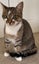 Beautiful Bichon 15 mths old - Cat Care Loburn Carousel 1