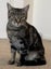 Wanda - 1 yr - Cat Care Loburn Carousel 1