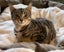 Nutella 16 wks old - Cat Care Loburn Carousel 1