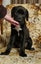 Sox (Ellie's Canine Rescue & Rehome) Carousel 4