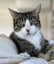 Tori - 1 yr + - Cat Care Loburn Carousel 2
