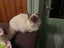 Male Speyed Kitten Lynx Point Carousel 1