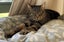 Wanda - 4 yr + - Cat Care Loburn Carousel 1