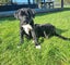 Sox (Ellie's Canine Rescue & Rehome) Carousel 1