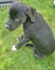 Sox (Ellie's Canine Rescue & Rehome) Carousel 2